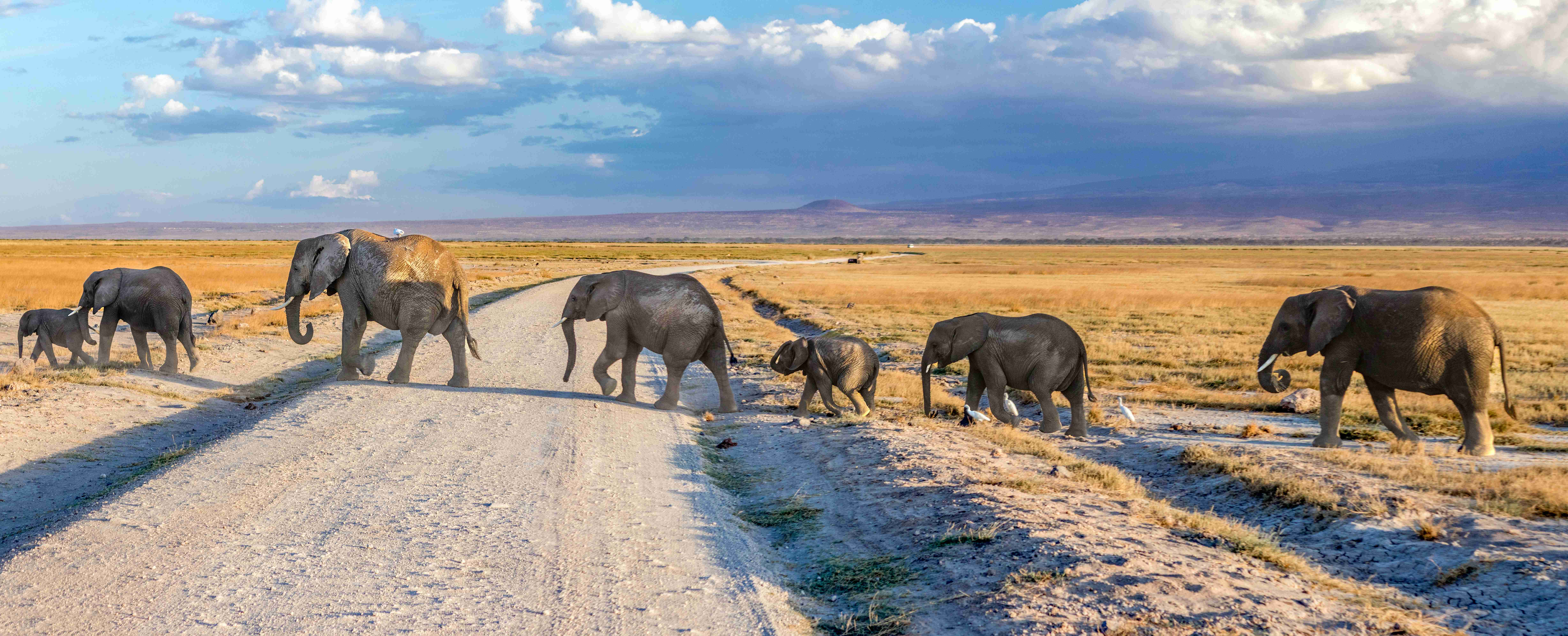 Kenya Driving Guide