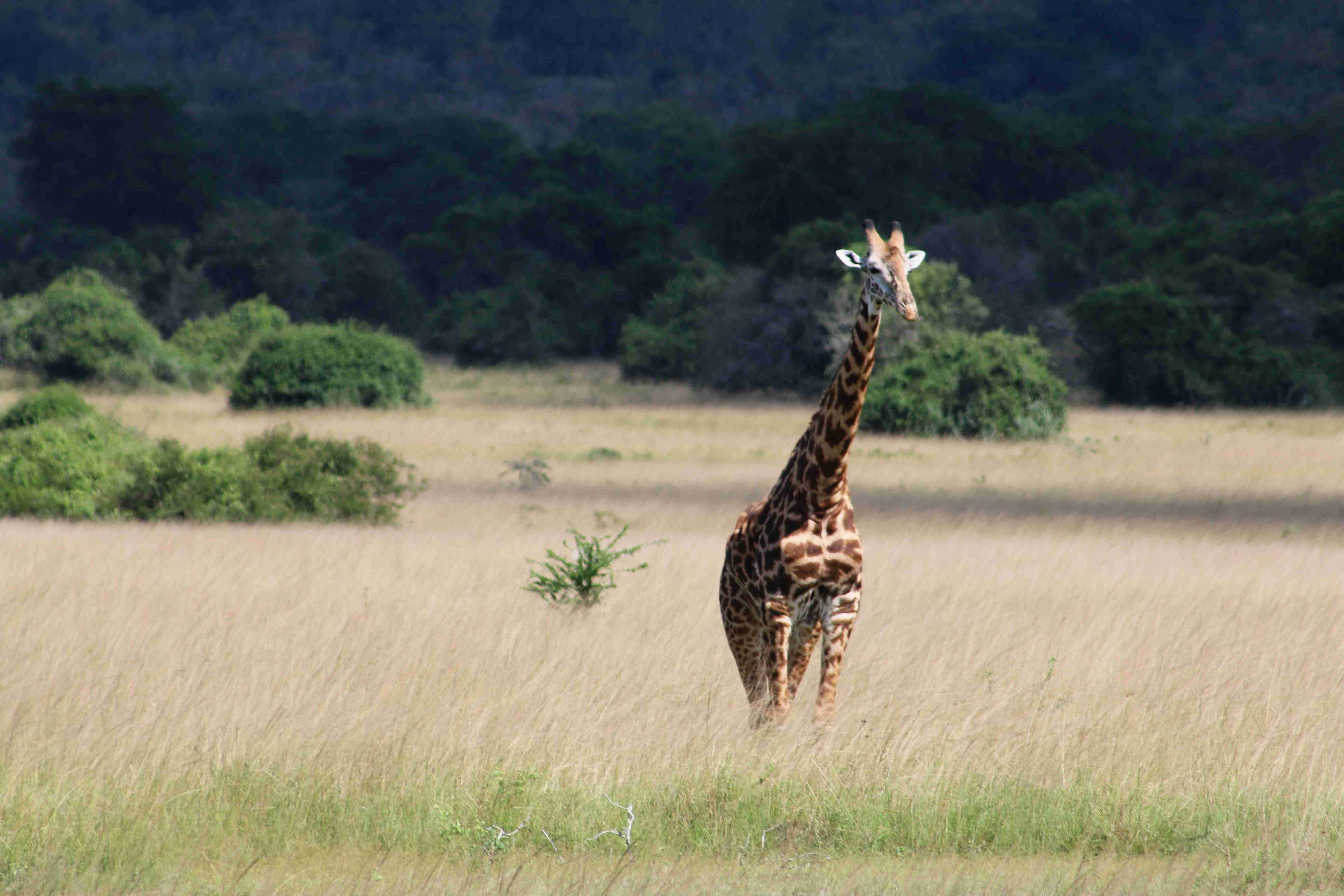 Rwanda Driving Guide